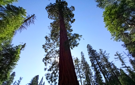 Los arboles gigantes de la Sierra Nevada fascinan a todos los visitantes de los Estados Unidos