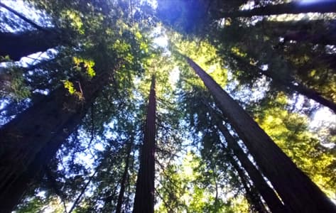 Los Árboles más altos en los Redwood de California