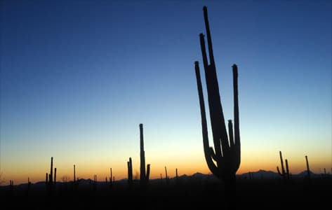 Cactus Saguaro en el parque nacional del mismo nombre